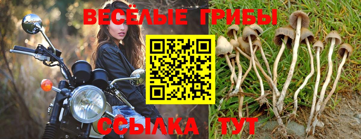 Галлюциногенные грибы Psilocybe Вольск